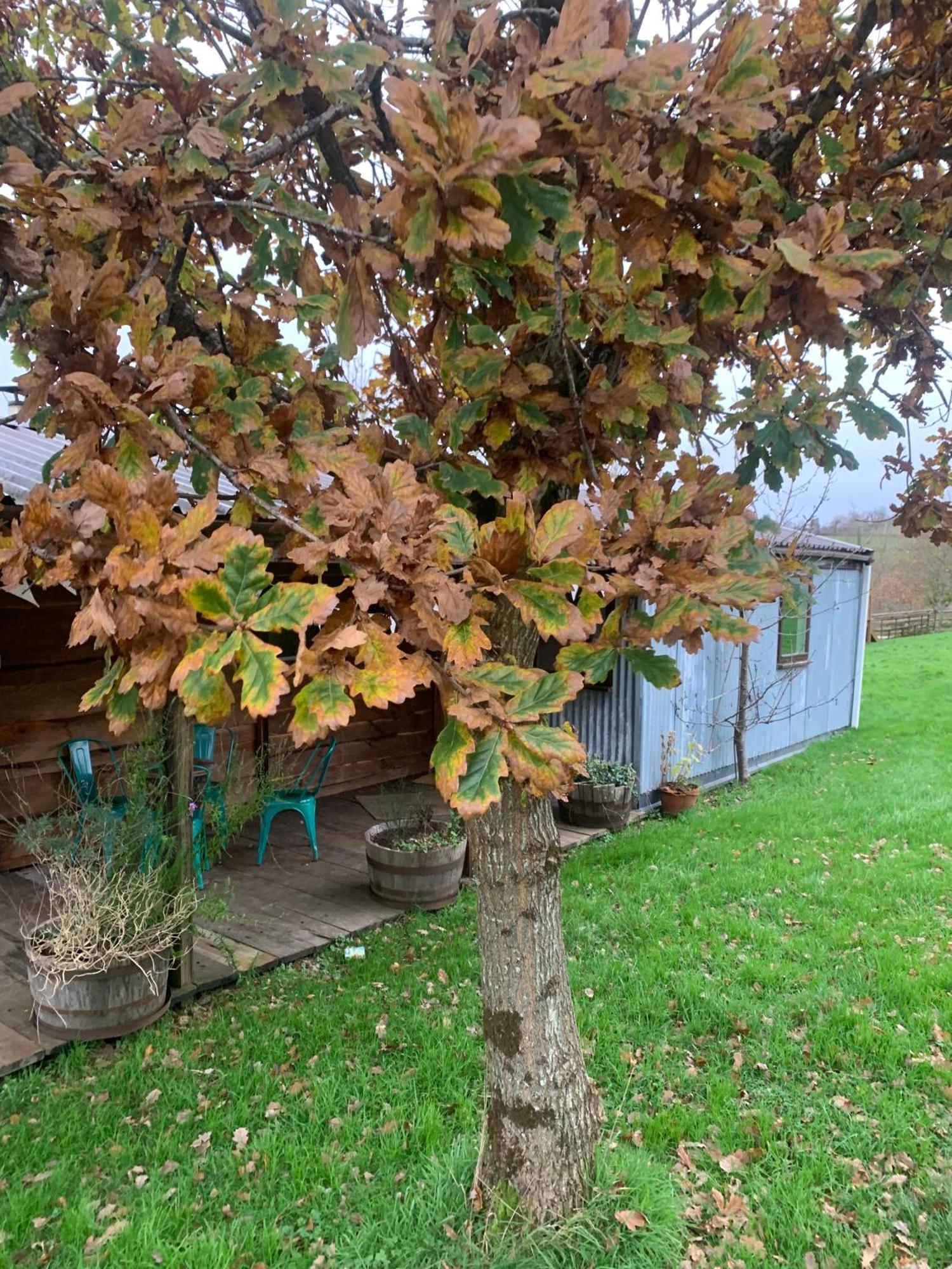 Llandysul Ceridwen Glamping, Double Decker Bus And Yurts酒店 外观 照片