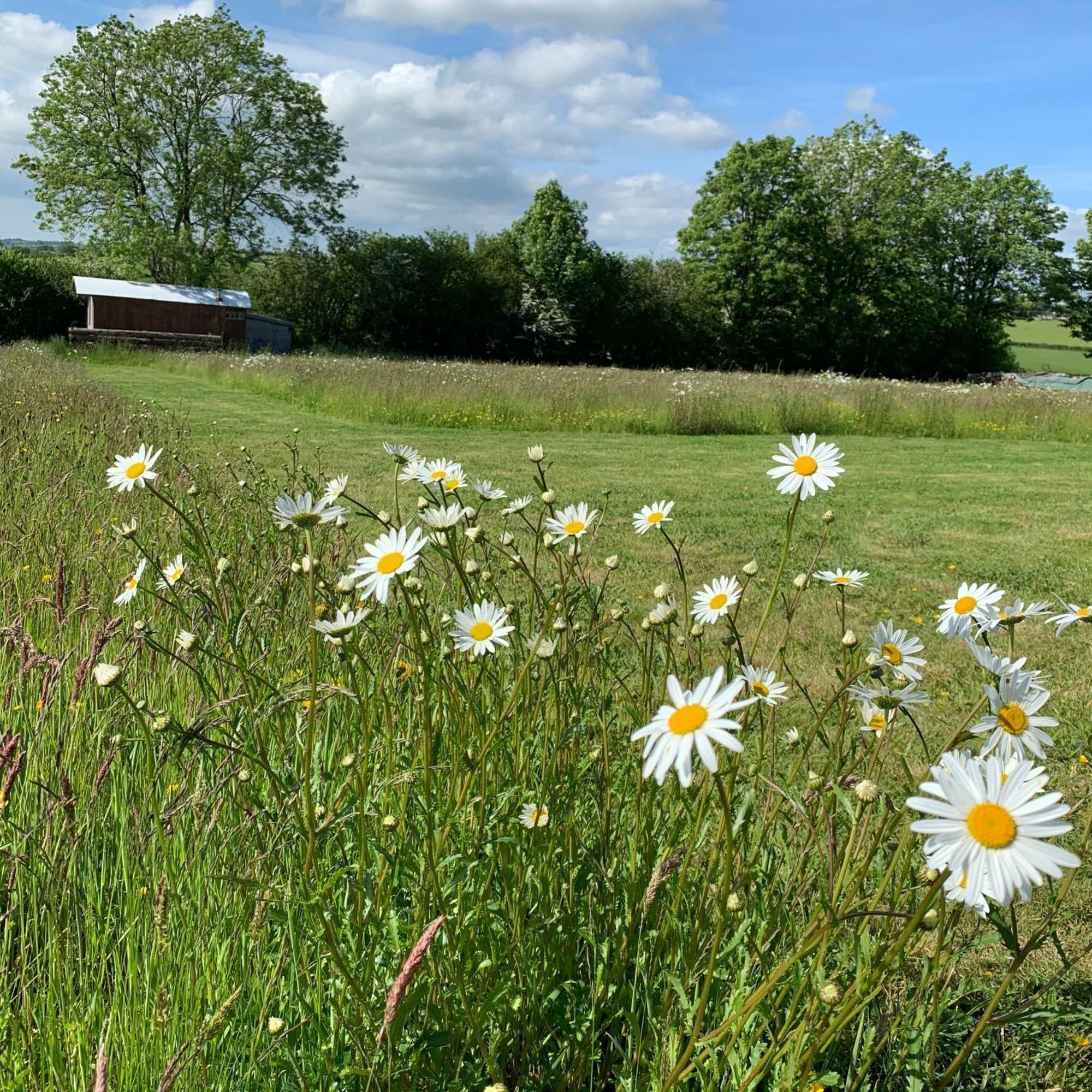 Llandysul Ceridwen Glamping, Double Decker Bus And Yurts酒店 外观 照片